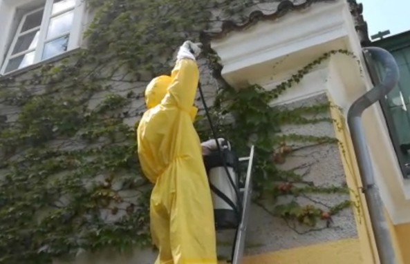 likvidace sršních hnízd